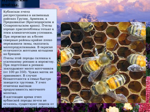 Кубанская пчела