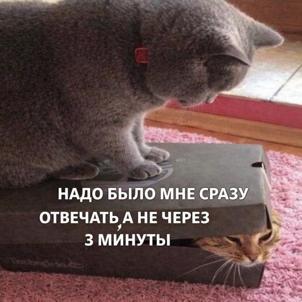 КотЭ)