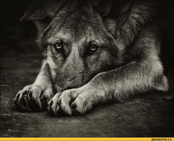 песочница-волки-арт-кристина-пенеску-36791