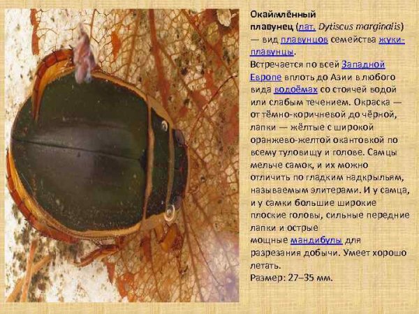 Окаймлённый плавунец