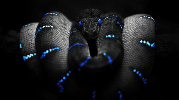 Black-snake-4k 912@5@m