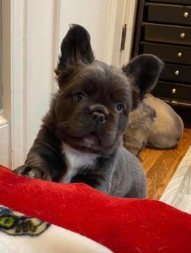 Французский бульдог