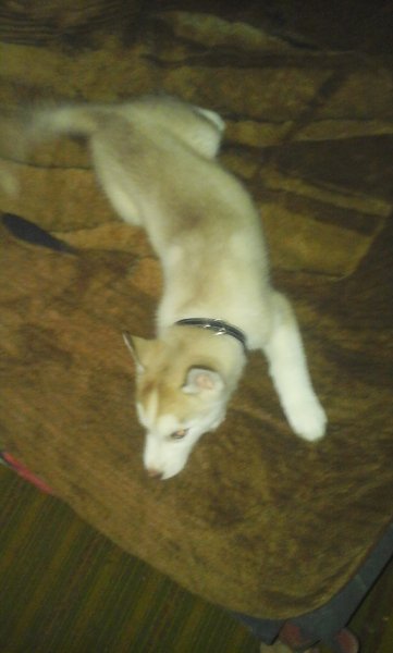picture_92152127