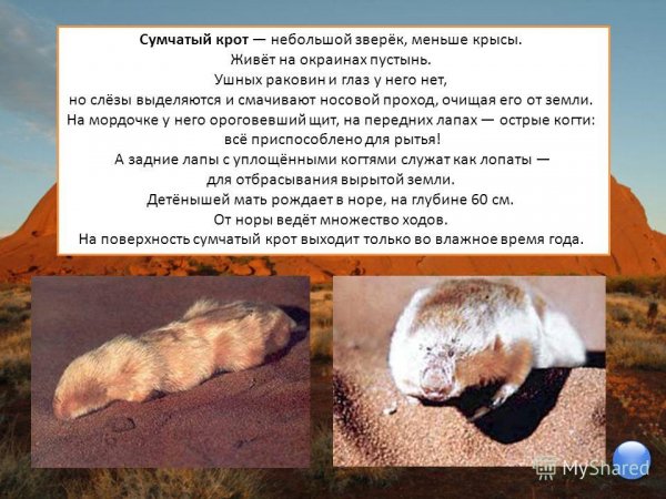 Сумчатый крот