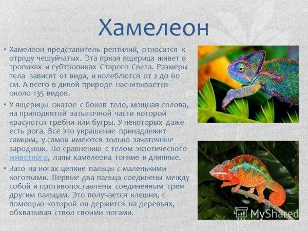 Хамелеон