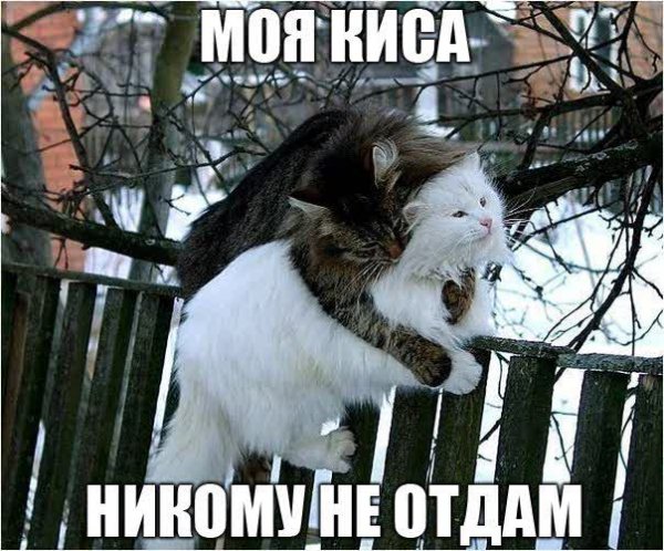 Moya kisa-ru nasimke ru