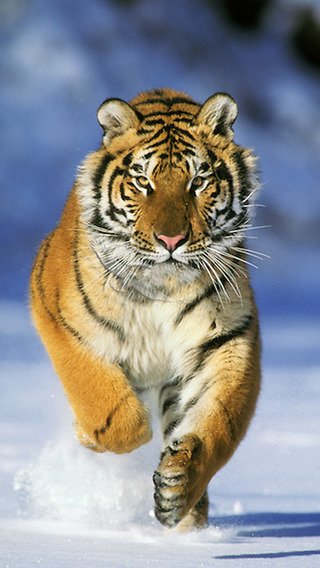 Tiger-wallpaper-iphone6