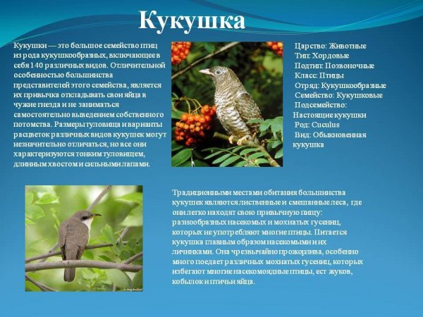 Кукушка