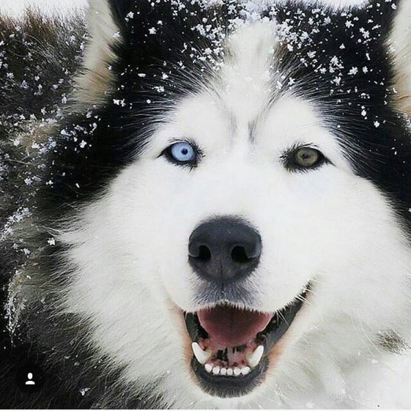 Хаски - Huskies