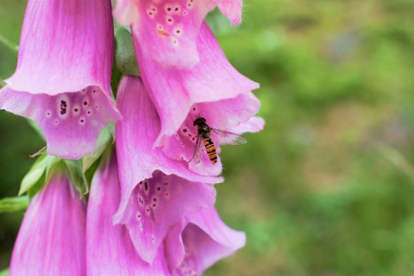 pink-flower