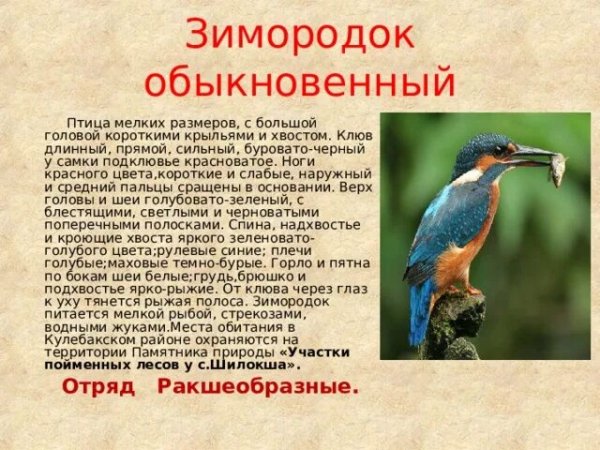 Зимородок обыкновенный