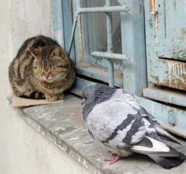 Cats0637
