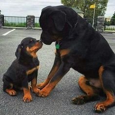 A father and a son love . (1). - Tap the pin for the most ado