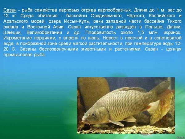 Сазан