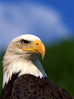 picture_241415735