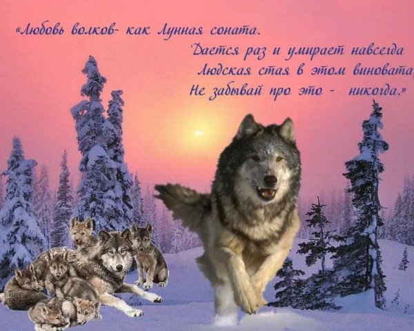 Любовь волков...