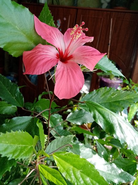 Гибискус купера