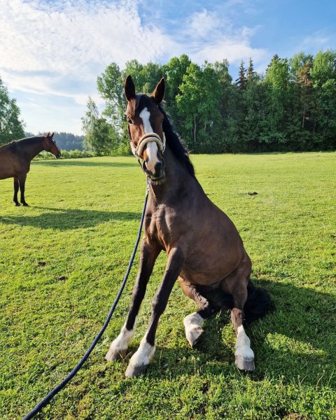 MEDIA # OF HORSE