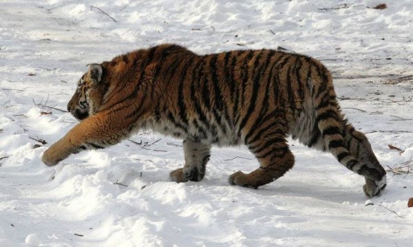Тигр