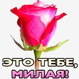роза