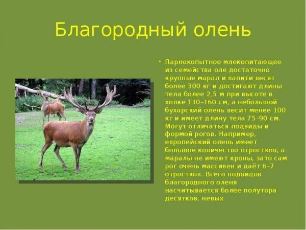 Благородный олень