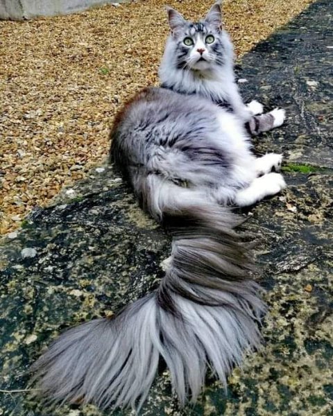 норвежская лесная кошка