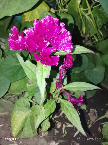 Петушок