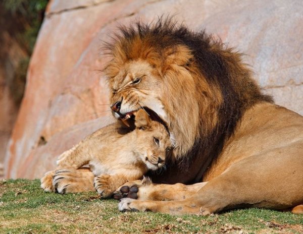 zoo animals captured at the right moment