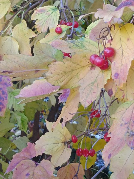 IMG 20251031 132414 1