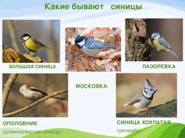 Мир синиц