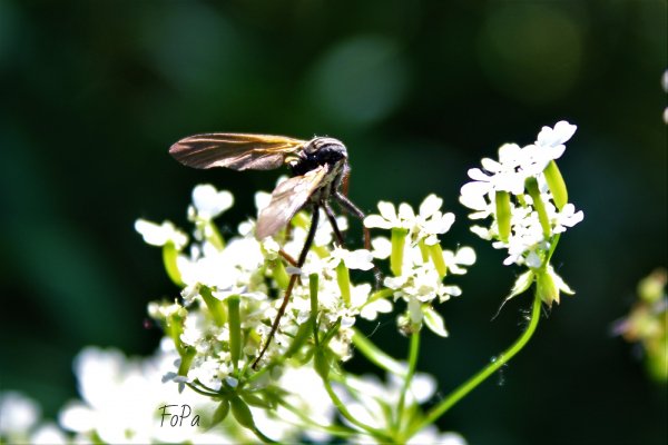 62b467a418715 IMG 6099