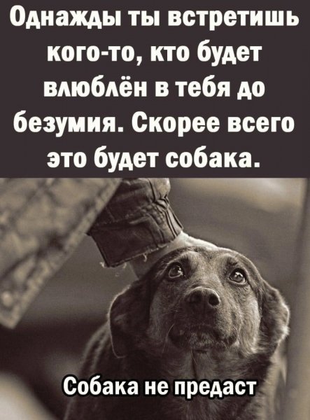 Собака не предаст