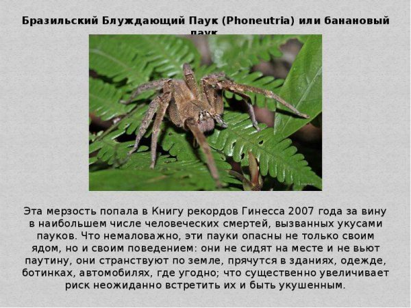 Банановый паук