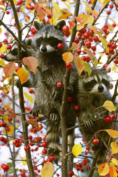 Встречаем осень