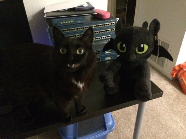 котэ, живность