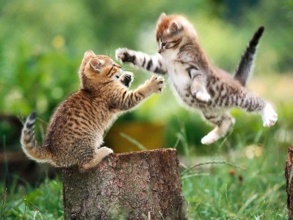 Animals Cats Playing Kitten 015901