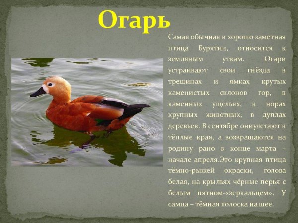 Огарь