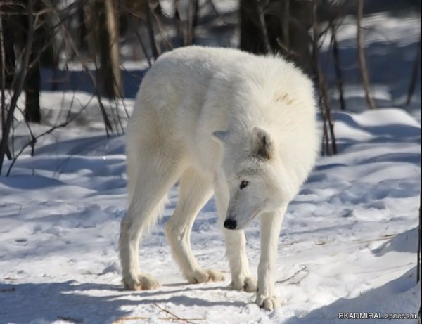 08 wolf in march