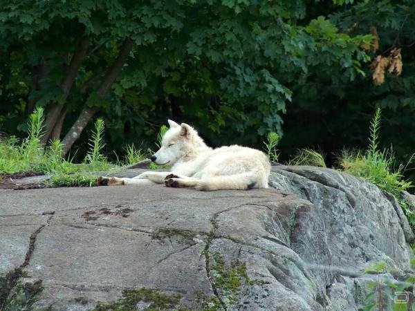 white wolf77 1600x