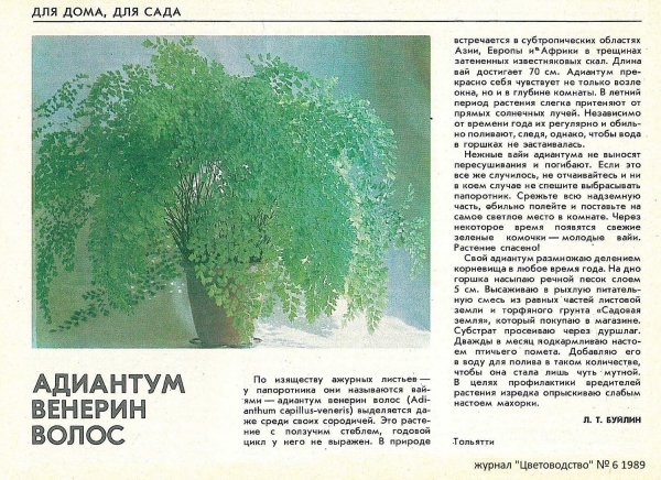 Венерин волос