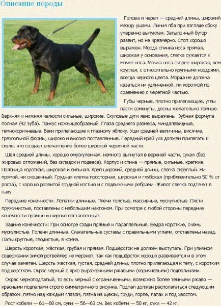 Ротвейлер