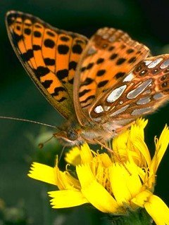 Insects 078