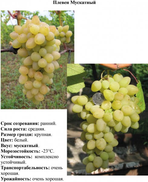 Плевен Мускатный