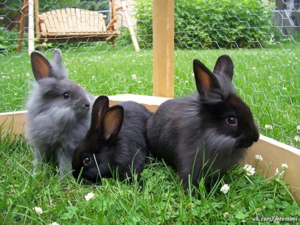 кролики