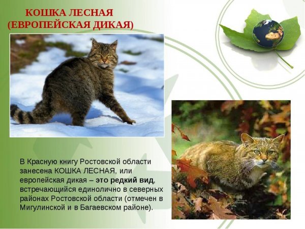 Кошка лесная