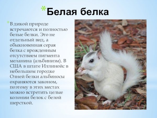 Белая белка