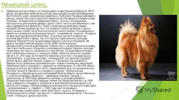 Немецкий шпиц