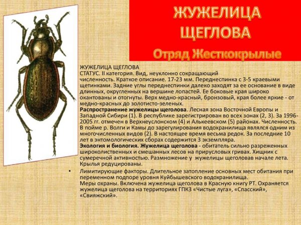 Жужелица Щеглова