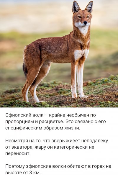 Эфиопский Волк