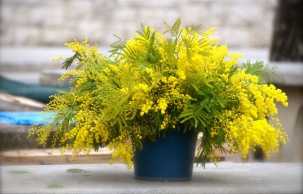 buket-mimozi-na-8-marta